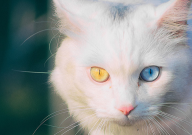 什么品种的猫不掉毛(好打理)
