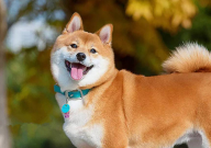 柴犬是日本的土狗吗(为什么)