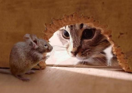 宠物猫能吓走老鼠吗（能捉吗）