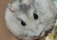 仓鼠能吃甜瓜子吗（为什么）