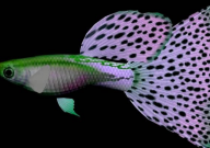 孔雀鱼与锦鲤能混养吗(一起养)