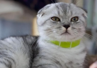 折耳猫是怎么形成的(原因)