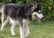 哈士奇走丢会想主人吗（会跑的很远吗）