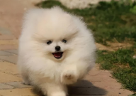 博美犬寿命是多久(一般多少年)