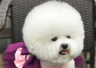 比熊太活泼怎么办(太闹了)