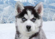 哈士奇喜欢咬主人的手怎么办（怎么回事）