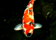 草缸能养锦鲤吗(为什么)