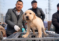 邵阳宠物狗市场在哪里(地址)