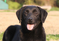 拉布拉多犬为什么叫拉布拉多（这个名字）