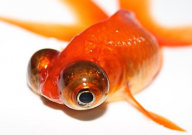 怎样养好金鱼(养金鱼的注意事项)