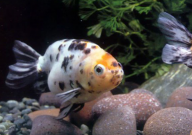 女人养什么宠物招财（好风水）