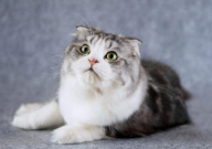 折耳猫的耳朵怎么清理(清洁)