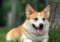 柯基性格(柯基犬性格大盘点)