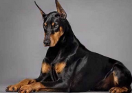 怎样训练杜宾犬(听话)