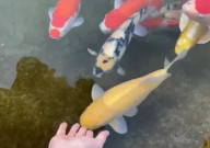 怎样训练锦鲤不怕人(技巧)