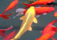 锦鲤鱼池水深多少合适(最好)