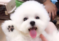 比熊用什么梳子梳毛(最好)