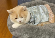折耳猫感冒打喷嚏怎么办(吃什么药)