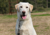 拉布拉多发抖是什么原因（原因）