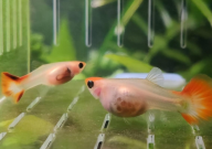 孔雀鱼生产一次多久生完(一般生几个小时)