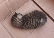 三个月小猫吃什么猫粮(合适)