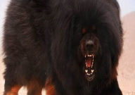 斗牛犬和藏獒谁厉害(凶猛)