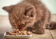 宠物猫可以吃粥吗(为什么)