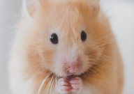 怎样给仓鼠换木屑(要洗笼子吗)