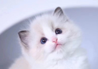 布偶猫能吃生肉吗(为什么)