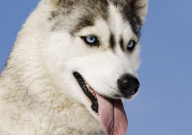 养哈士奇会是一个很好的选择吗（为什么）