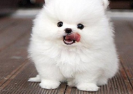 博美犬太胖了怎么减肥(瘦身)
