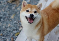 成年柴犬一个月吃多少斤狗粮（食量）