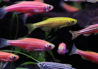 鱼食漂浮鱼不吃怎么办(原因)