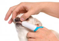 宠物口臭怎么办（怎样去除）