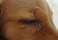 金毛老是有眼屎怎么回事(原因)