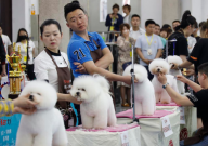 如何开一家宠物美容店(需要什么)