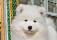 萨摩耶得了犬瘟还能救活吗（能治好吗）