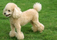 贵宾犬会掉毛吗(为什么)