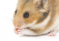 仓鼠吃西兰花吗(是熟的还是生的)