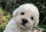 泰迪跟比熊哪个好养(听话)