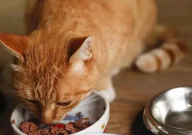 宠物猫一天喂几次猫粮(最合适)