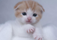 为什么折耳猫不能养(不建议)