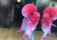 罗汉鱼母鱼起头吗(会不会)