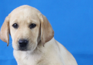 拉布拉多嘴臭怎么回事（怎么办）