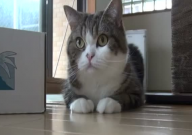 宠物猫得了猫癣怎么办(怎么治好得快)