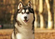 哈士奇能吃馒头吗（为什么）