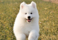 萨摩耶犬吃什么牌子的狗粮(适合)
