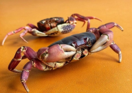 男子修机箱意外发现失踪3年的螃蟹(风干成标本)