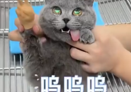 猫咪做完绝育手术一脸生无可恋(再无杂念)