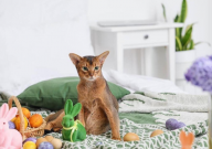 阿比西尼亚猫缺点(是啥)